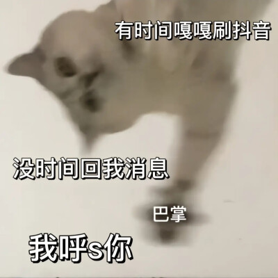 猫咪表情