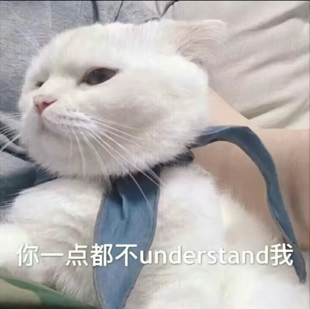 猫咪表情