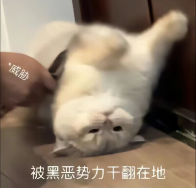 猫咪表情