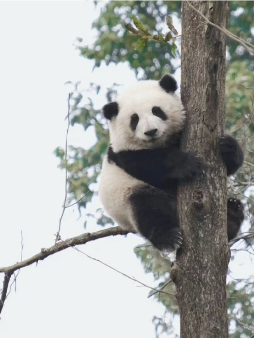 你想养一只吗？这货长在了世界所有审美的点上[大笑][大笑]