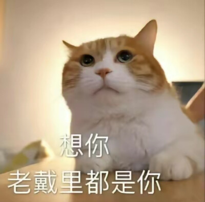 猫咪表情