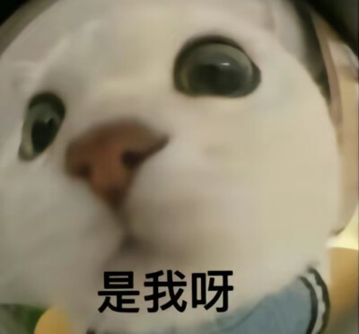 猫咪表情