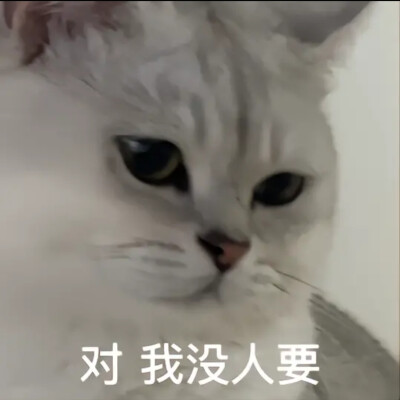 猫咪表情