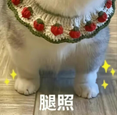 猫咪表情