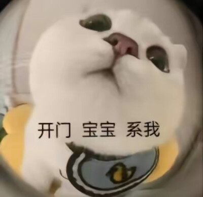 猫咪表情