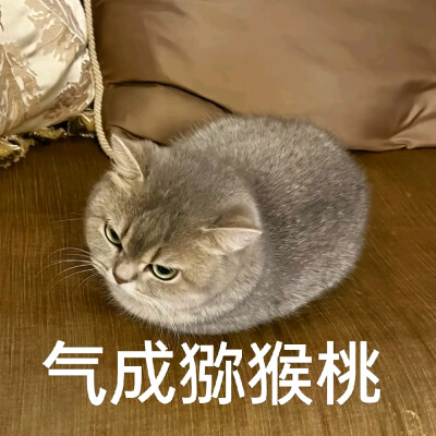 猫咪表情