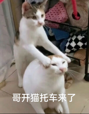 猫咪表情