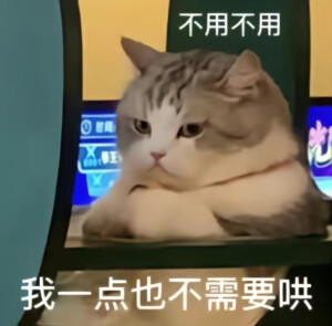 猫咪表情