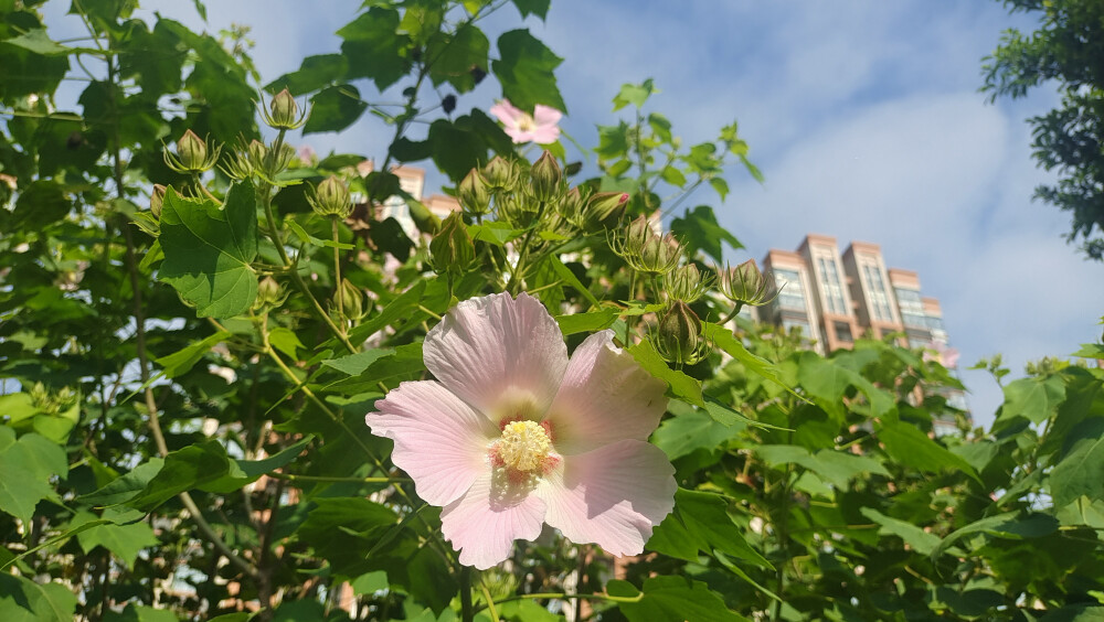 吉安随拍：欣赏下婀娜多姿的木芙蓉花！