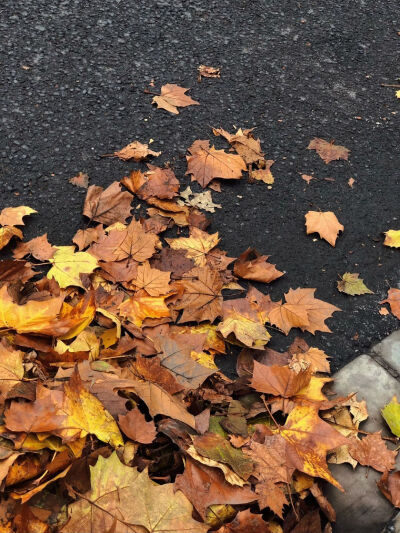 秋日 落叶 背景图