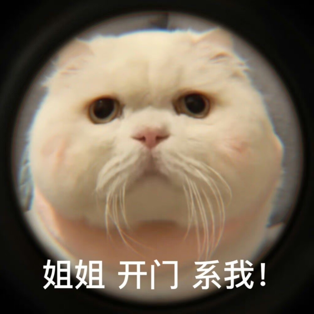 猫咪表情包
