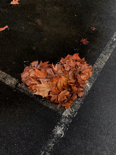 秋日 落叶 背景图