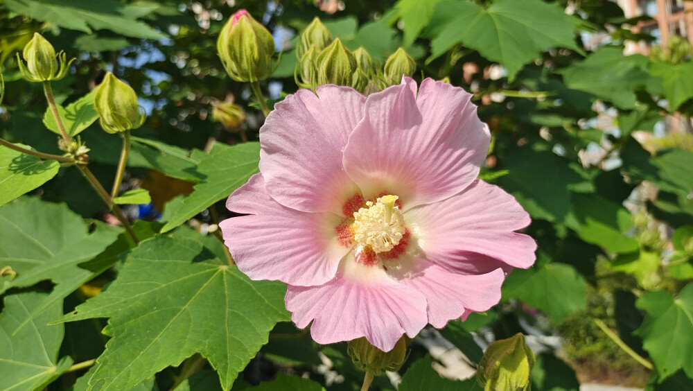 吉安随拍：欣赏下婀娜多姿的木芙蓉花！