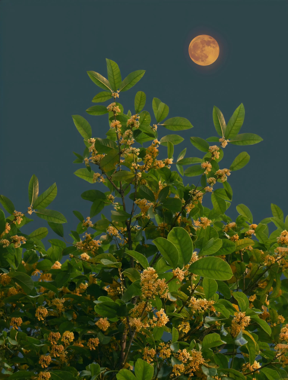 壁纸 桂花