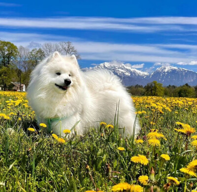 狗狗头像