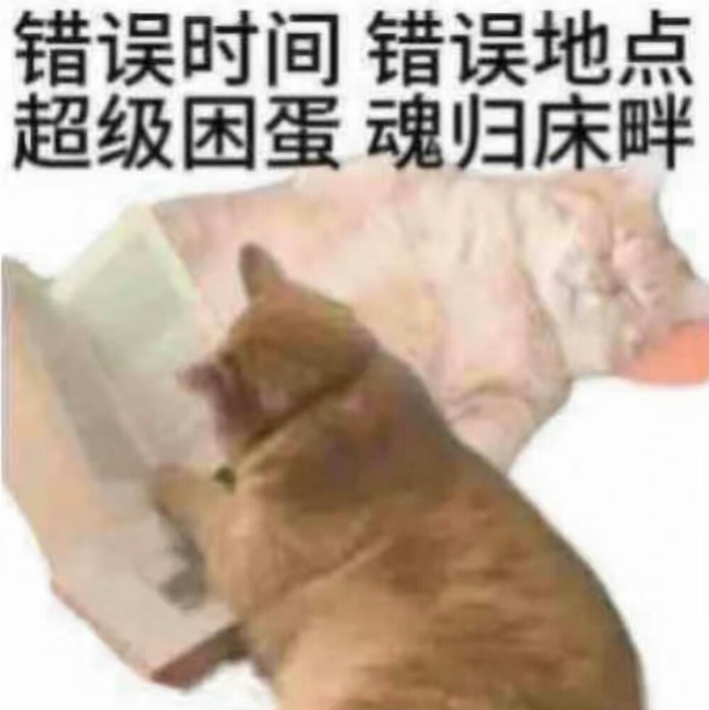 憨憨表情包