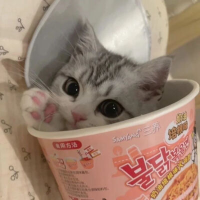 猫猫