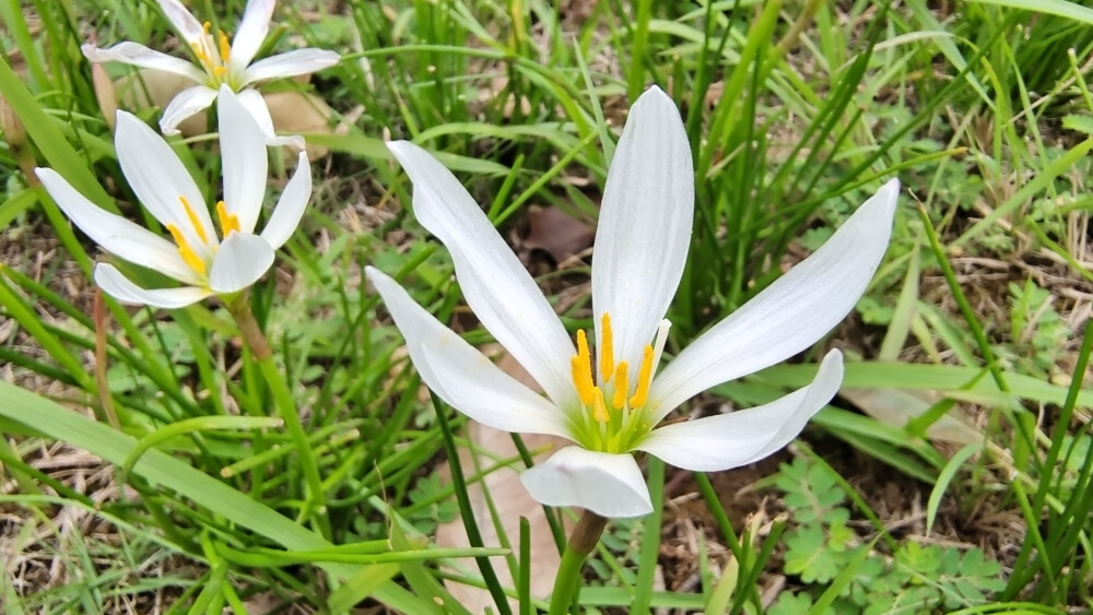 吉安随拍：花花草草之葱莲