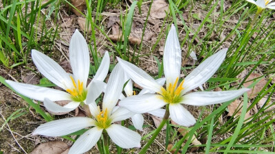 吉安随拍：花花草草之葱莲