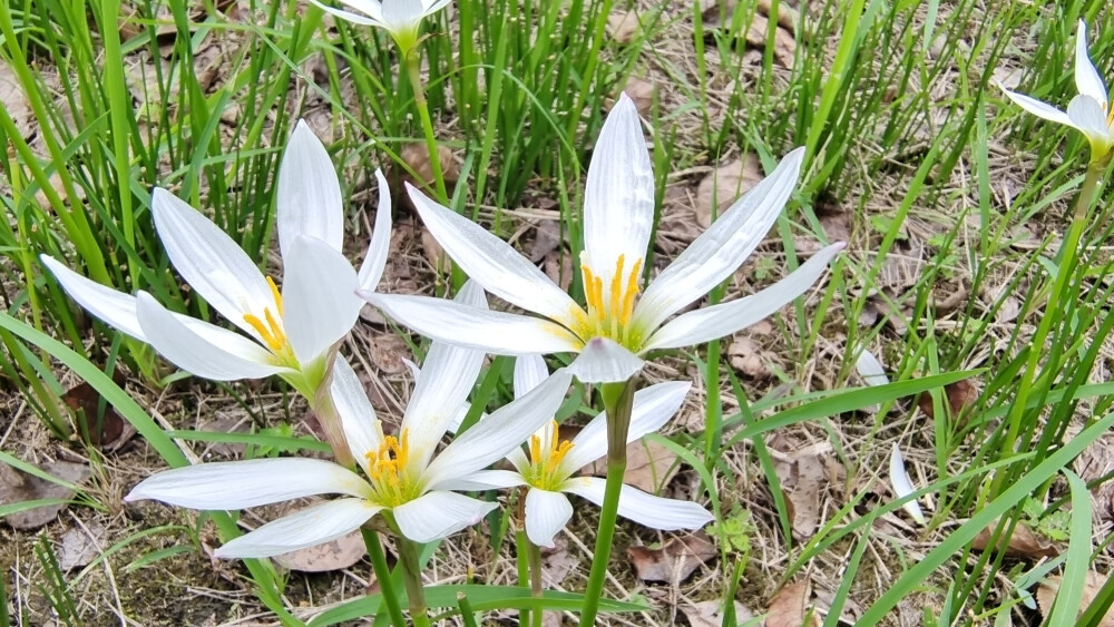 吉安随拍：花花草草之葱莲