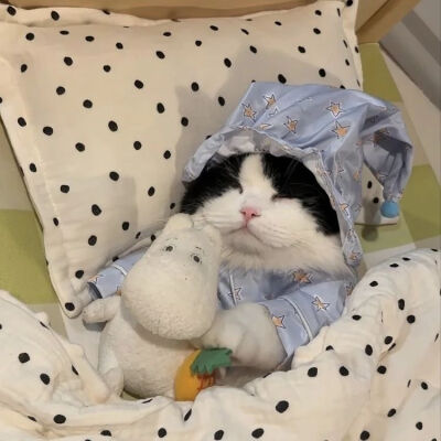 猫猫
