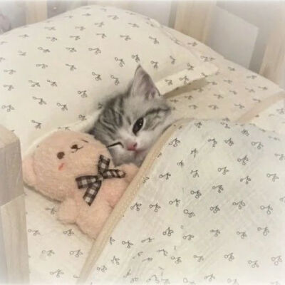猫猫
