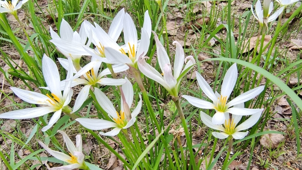 吉安随拍：花花草草之葱莲