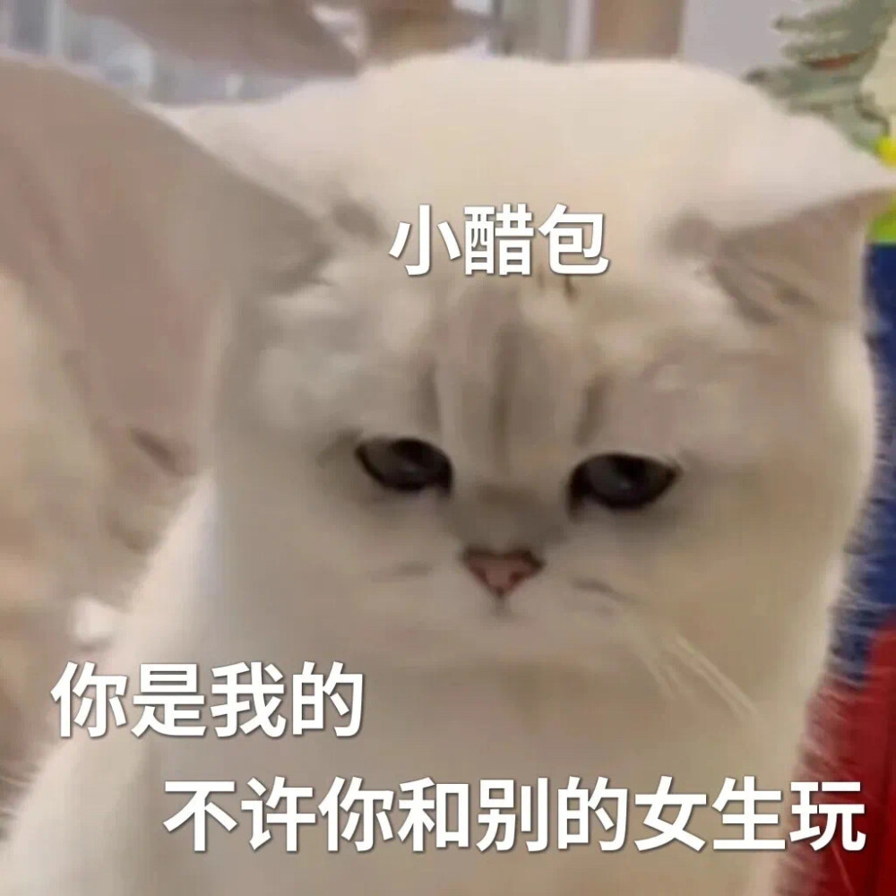 猫咪表情包
