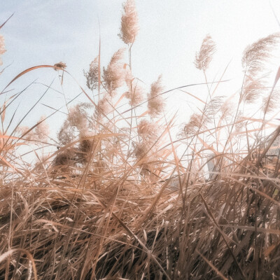 他應該想鳥兒，自由的飛翔在天空中
?麻薯