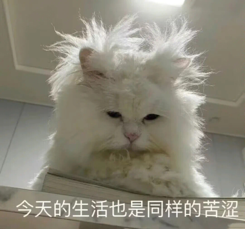 猫咪表情包
