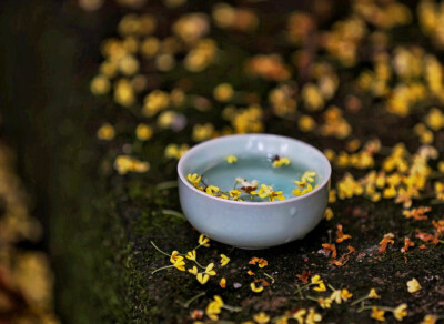 烟雨蒙蒙，乍暖还寒，花毛茛的花语是受欢迎，春天里黄色的花看着让人一振，好像生命从来没有离开过。