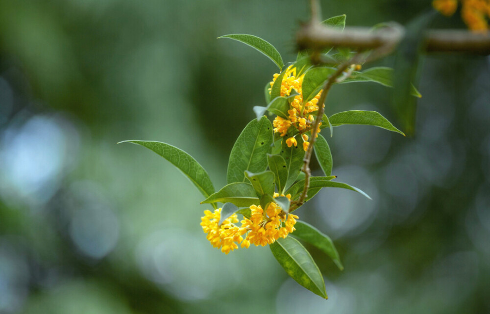 烟雨蒙蒙，乍暖还寒，花毛茛的花语是受欢迎，春天里黄色的花看着让人一振，好像生命从来没有离开过。