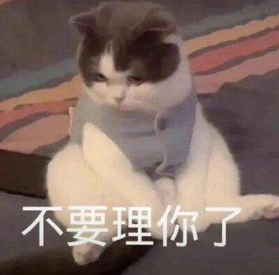 猫咪表情包
