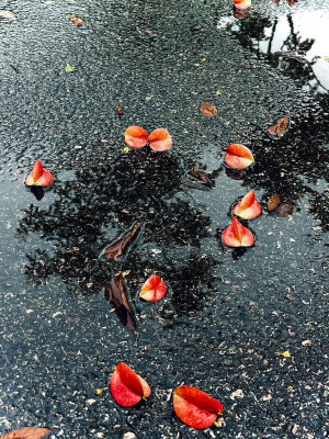 ゛晴不知夏去 一雨方知深秋
