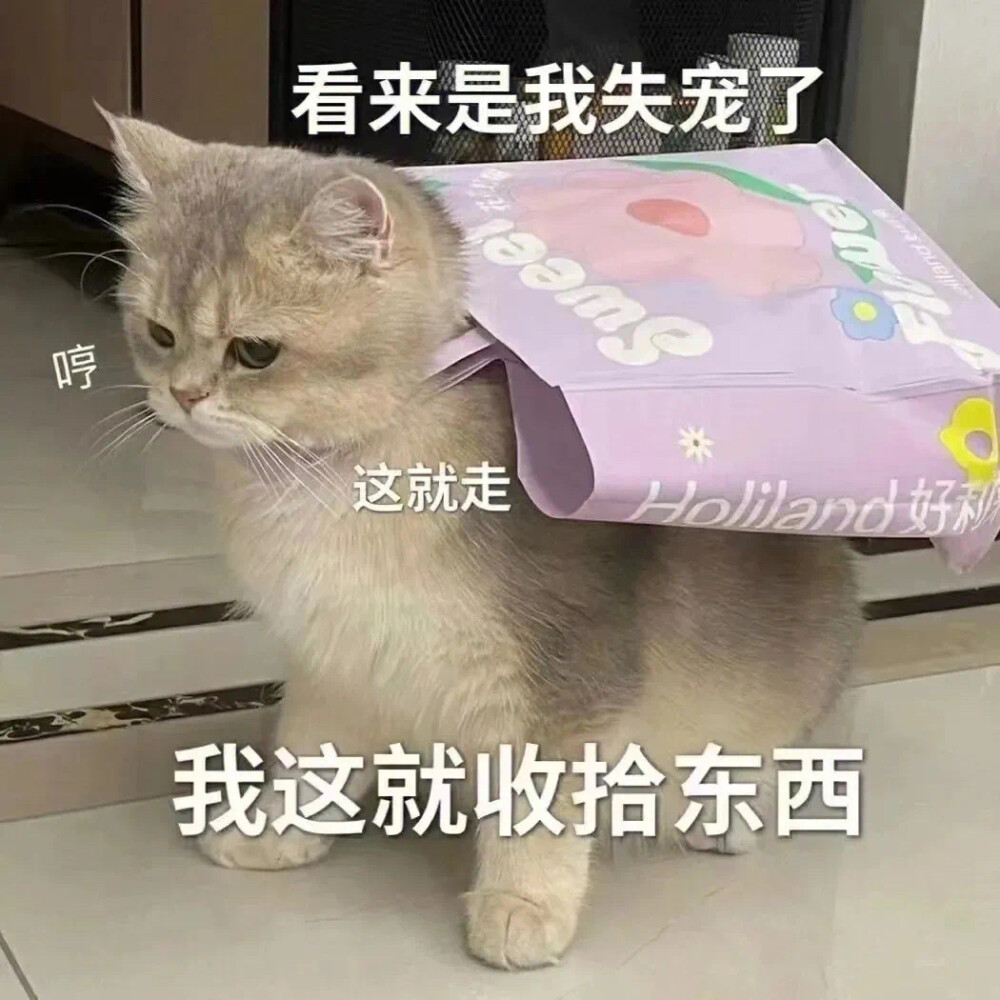 猫咪表情包
