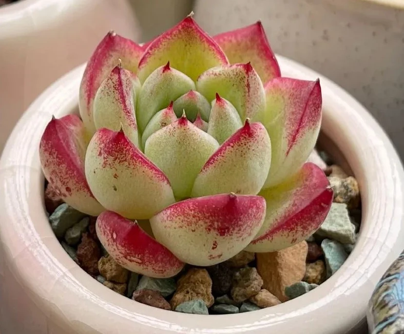 梦幻女王 - 高清图片,堆糖,美图壁纸兴趣社区