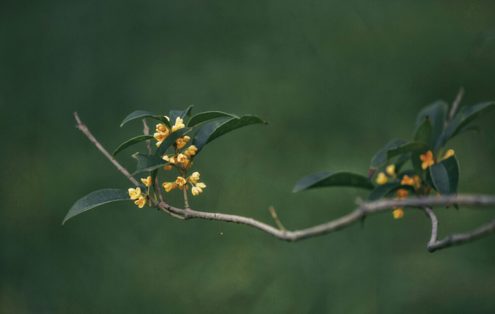 烟雨蒙蒙，乍暖还寒，花毛茛的花语是受欢迎，春天里黄色的花看着让人一振，好像生命从来没有离开过。