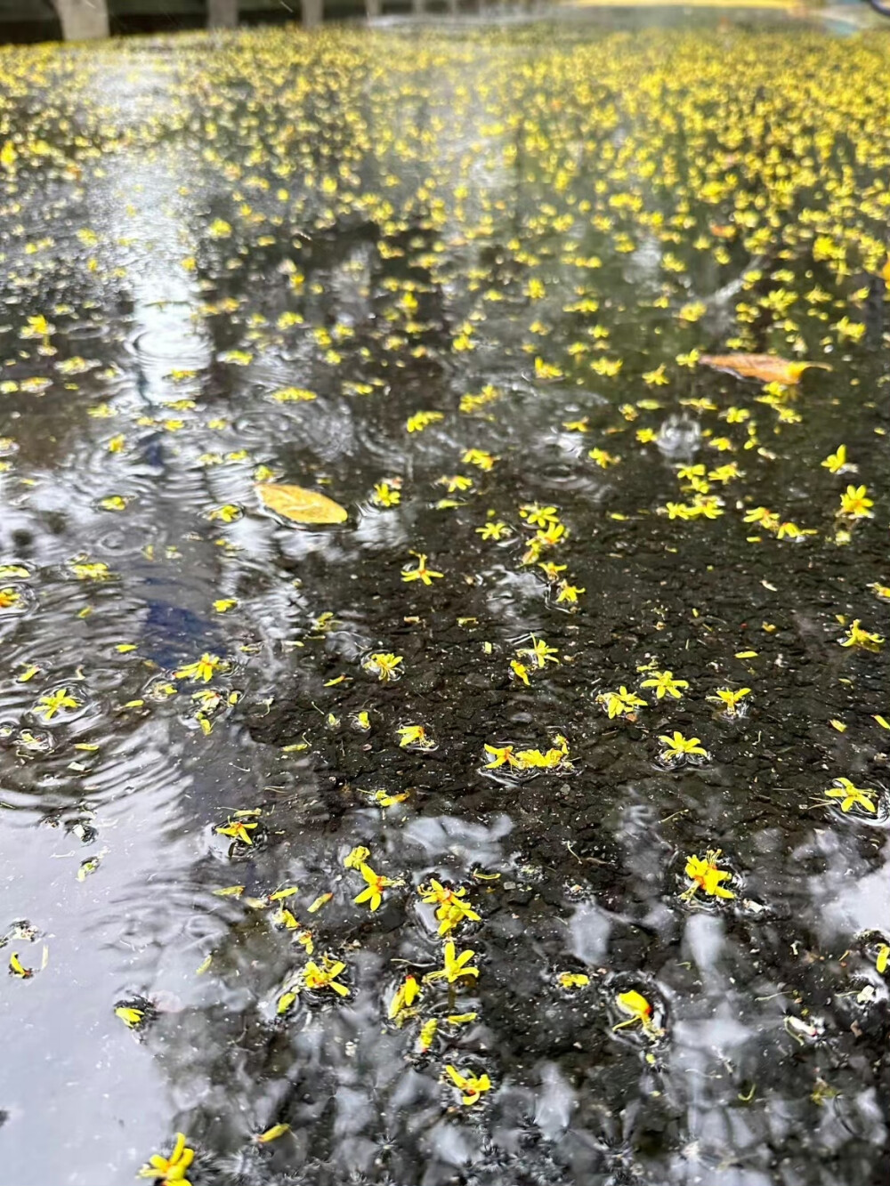 ゛晴不知夏去 一雨方知深秋
