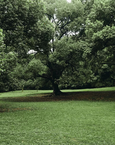 清新淡雅绿色背景图
