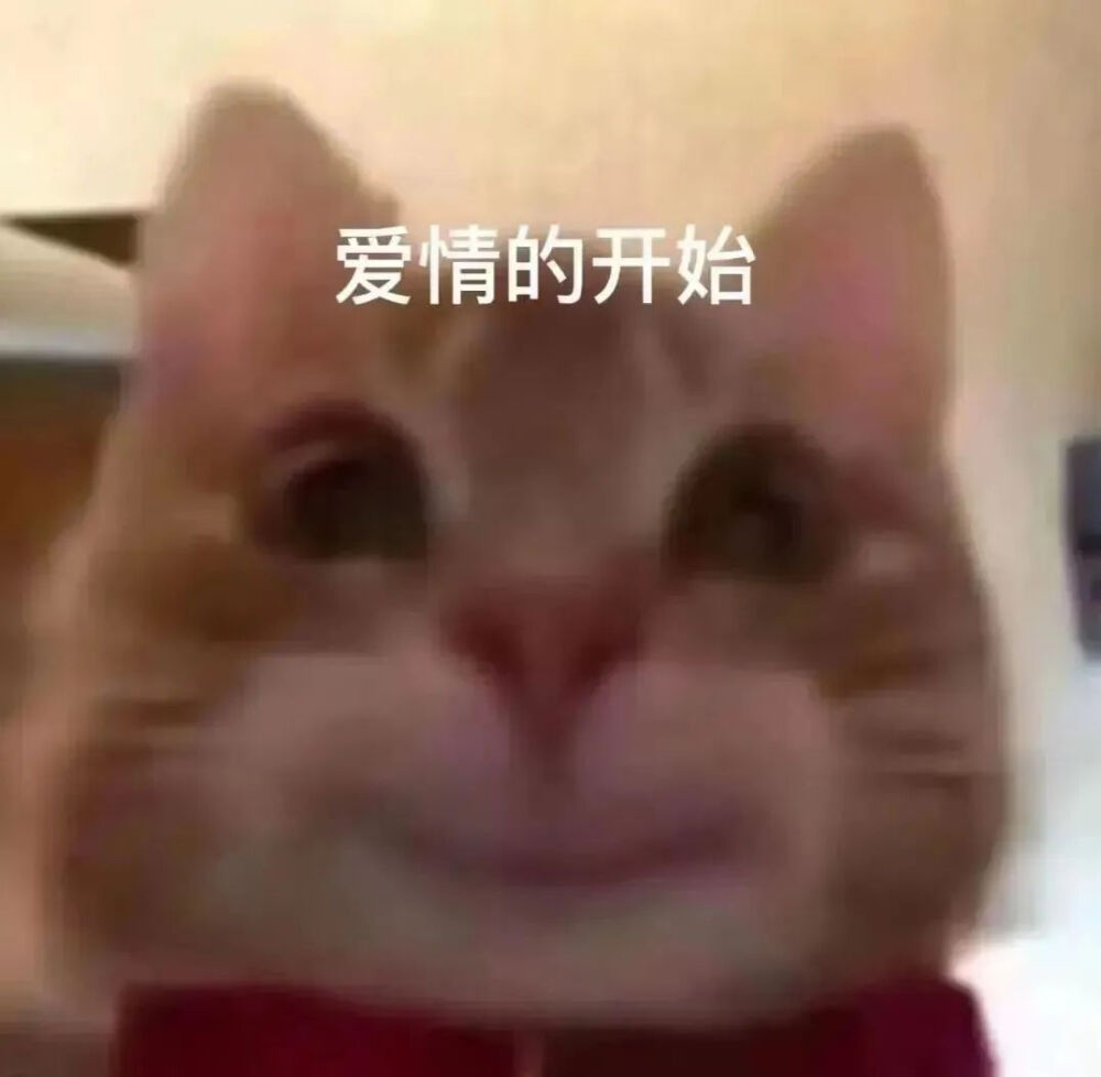 猫猫表情包