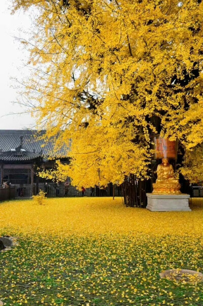 “ 西安古观音禅寺的千年银杏树，为了遇见你，它等待了一千四百年 ...” 