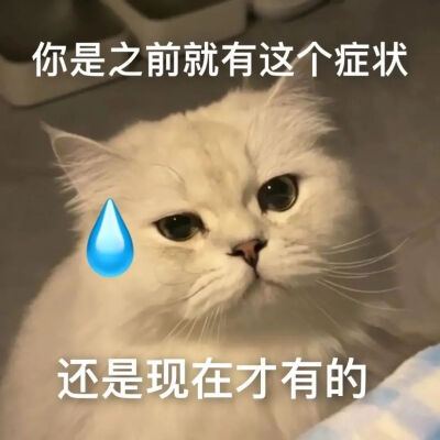 猫猫表情包