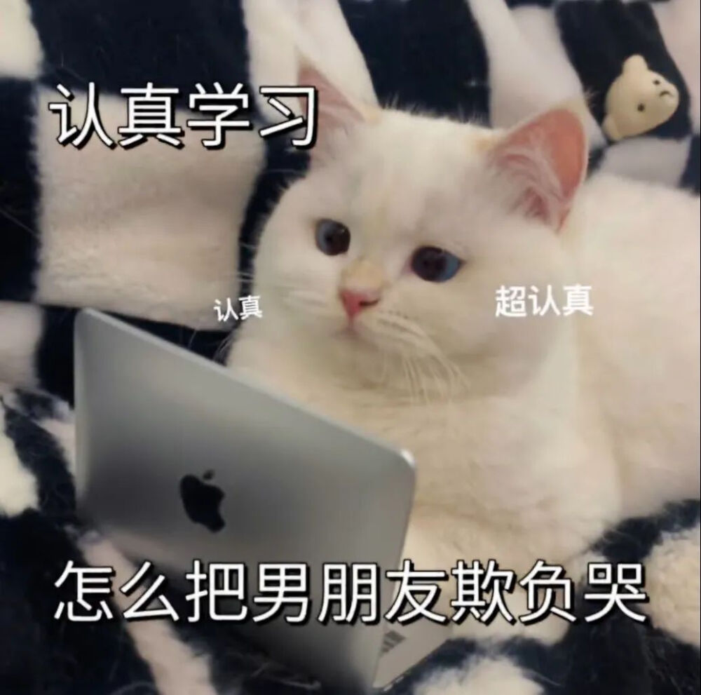 猫猫表情包