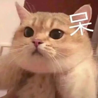 猫猫表情包