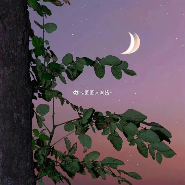 香槟玫瑰