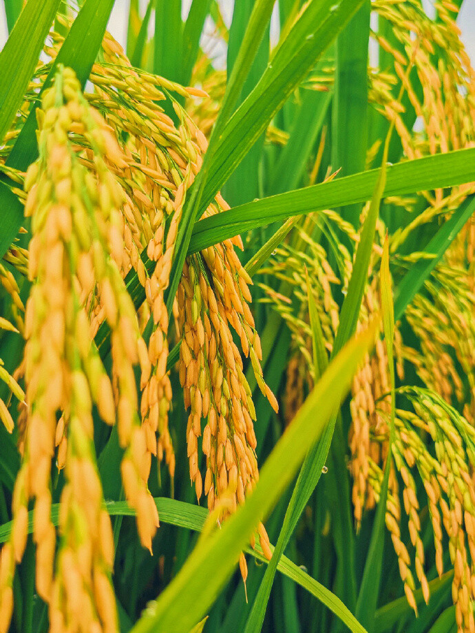 “願得一處山居，左右幾戶鄰人，農忙同耕，農閒共讀，春有梨花夏有蔭，秋有錦林冬有雪。