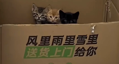 可爱猫猫