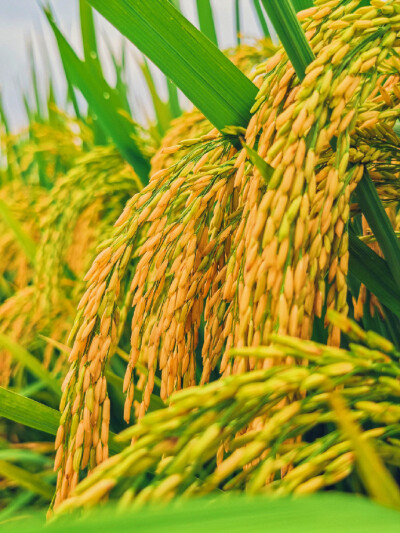 “願得一處山居，左右幾戶鄰人，農忙同耕，農閒共讀，春有梨花夏有蔭，秋有錦林冬有雪。