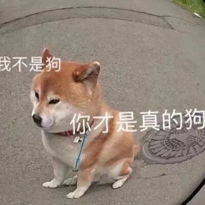 表情包