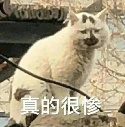 表情包